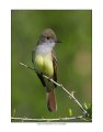 _1SB0410 great-crested flycatcher a 85x11